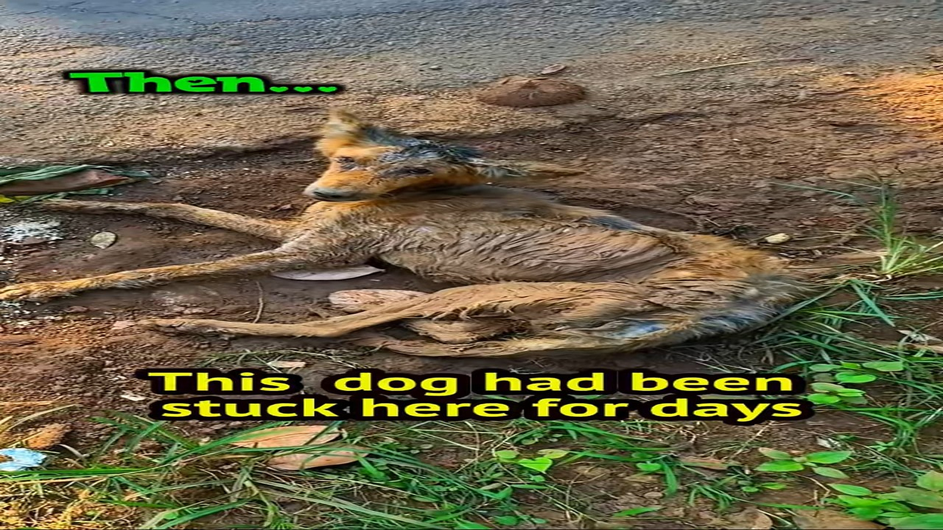 Full rescue here: T3008066_Lonely Animal Finally Meets Its Rescuers
