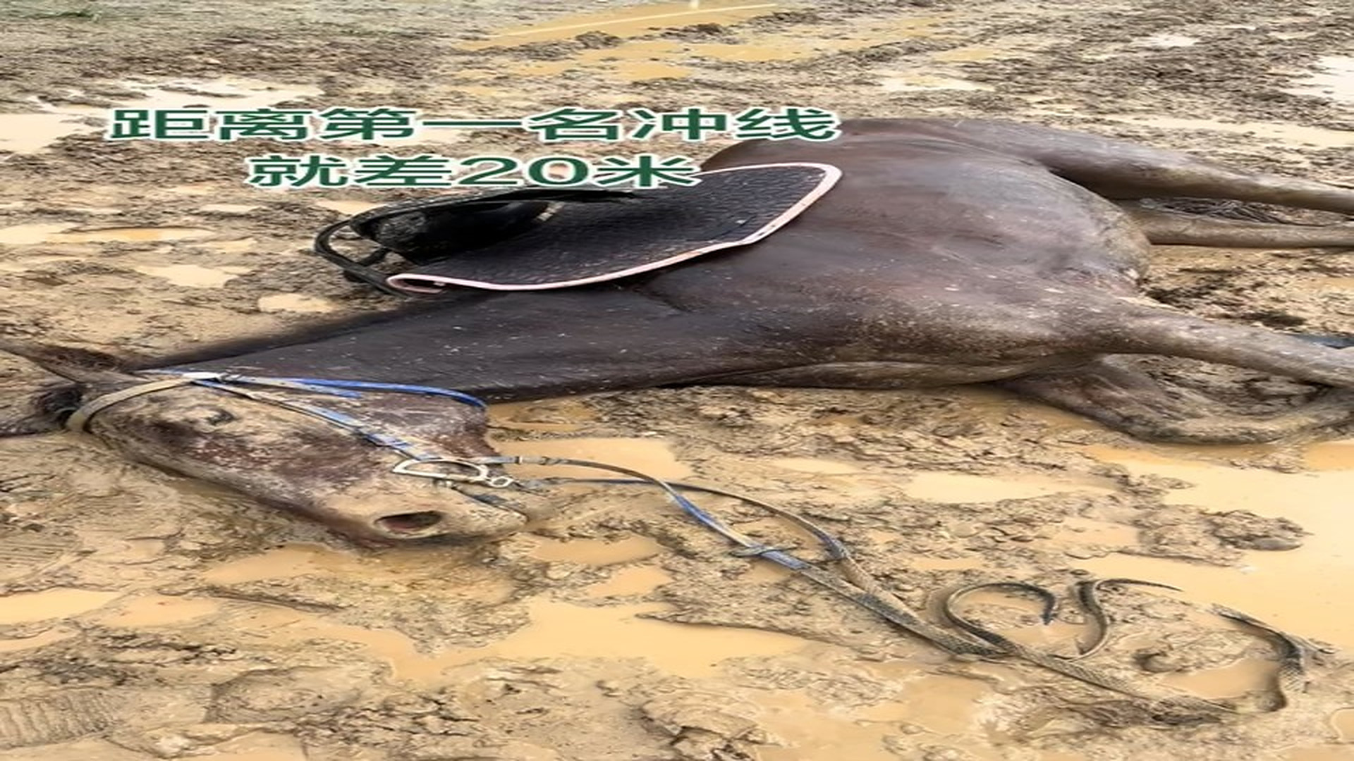Full rescue here: T3008061_taivideonhanh com Nanchong Horse Racing Story Just 20 meters away from crossing the line in first place