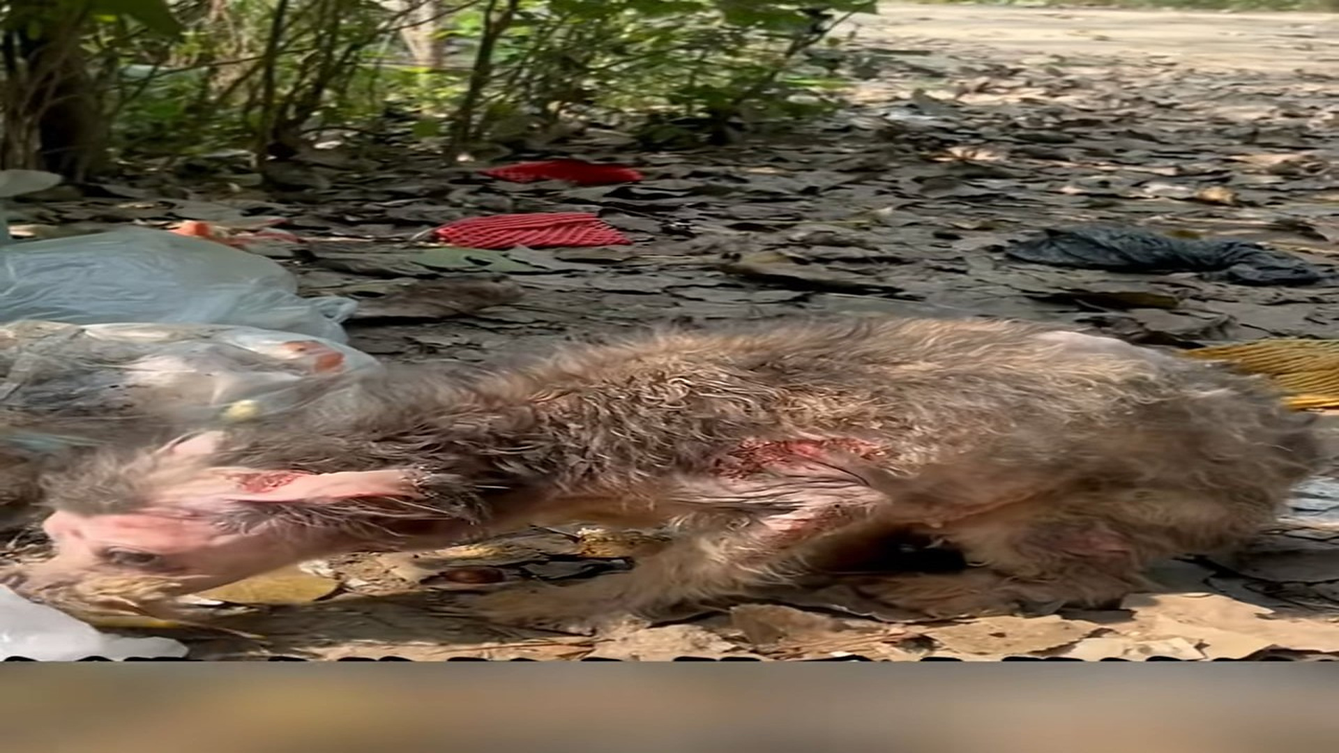 Full rescue here: T3008063_The stray dogs survive by scavenging for scraps; their bodies are riddled with sores and devoid of f