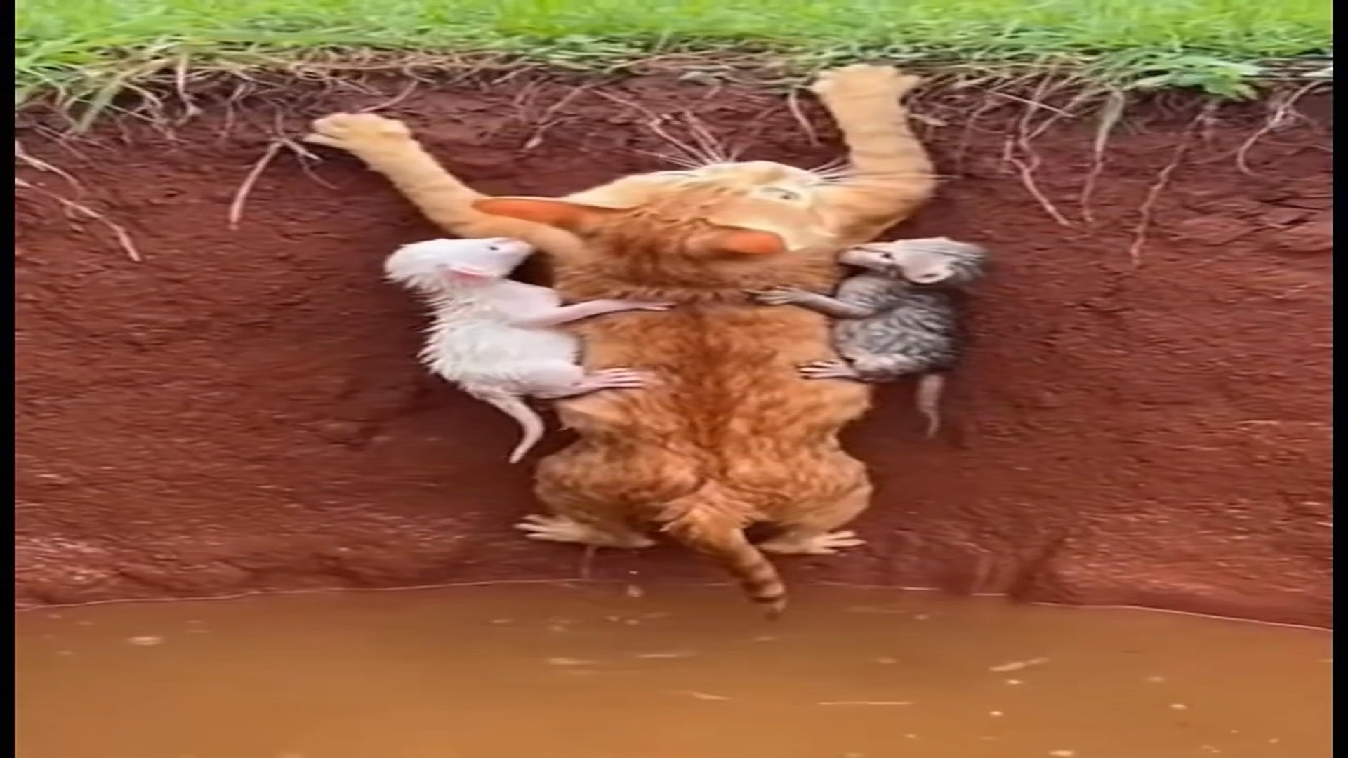 Full rescue here: T3008058_Super Mom! Mother Cat Rescues Her Kittens a Pit