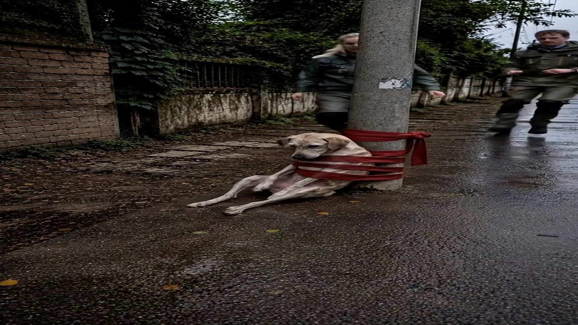 Full rescue here: T2209002 result