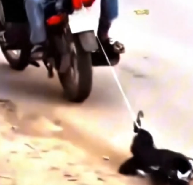 Full rescue here: T0609020_This Animal Was Waiting For A Miracle