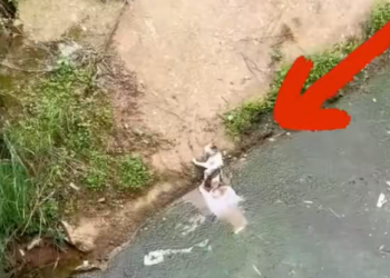 T0202030,Thrown into the river this cat fought for one last breath 💔 #catrescue #animalabandonment