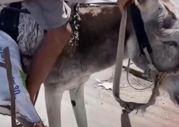 Full rescue here: T2109025_Injured Animal Finally Receives Help