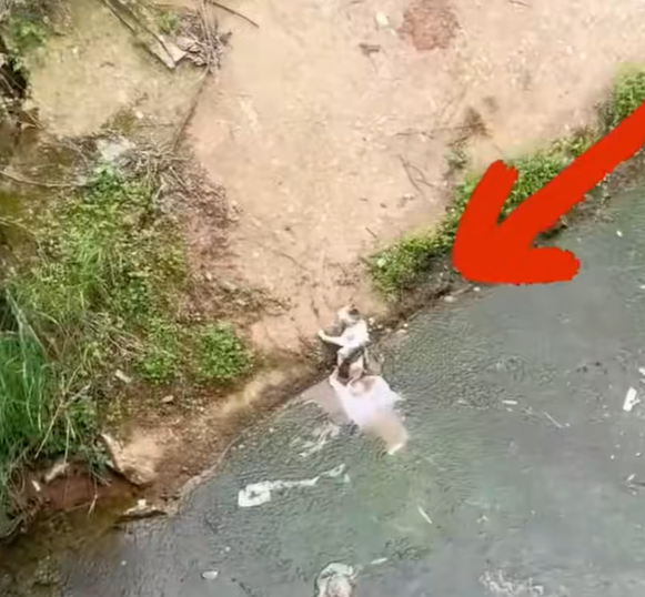 T0202030,Thrown into the river this cat fought for one last breath 💔 #catrescue #animalabandonment