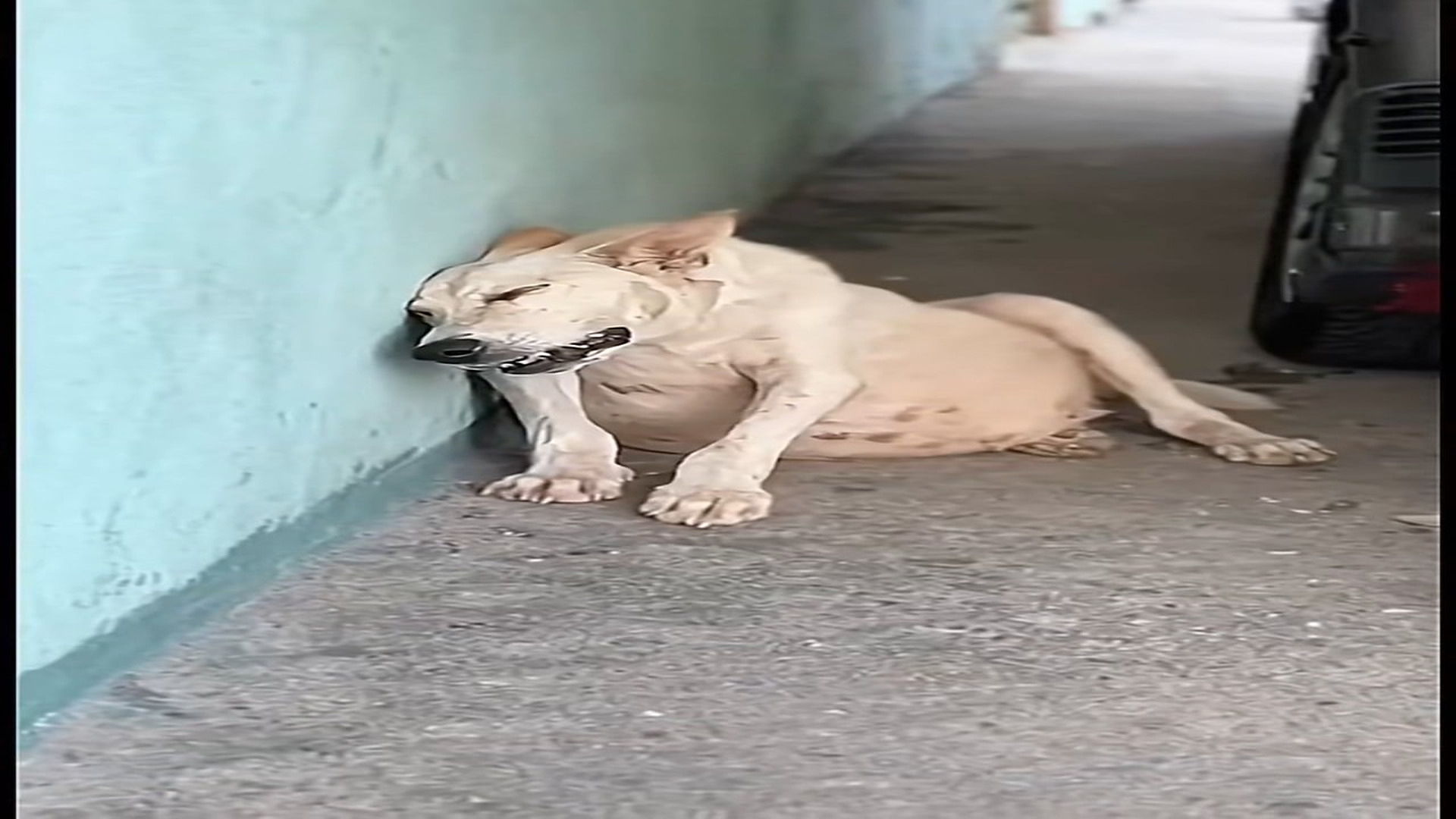 Full rescue here: T0110001_Animal Rescue Story