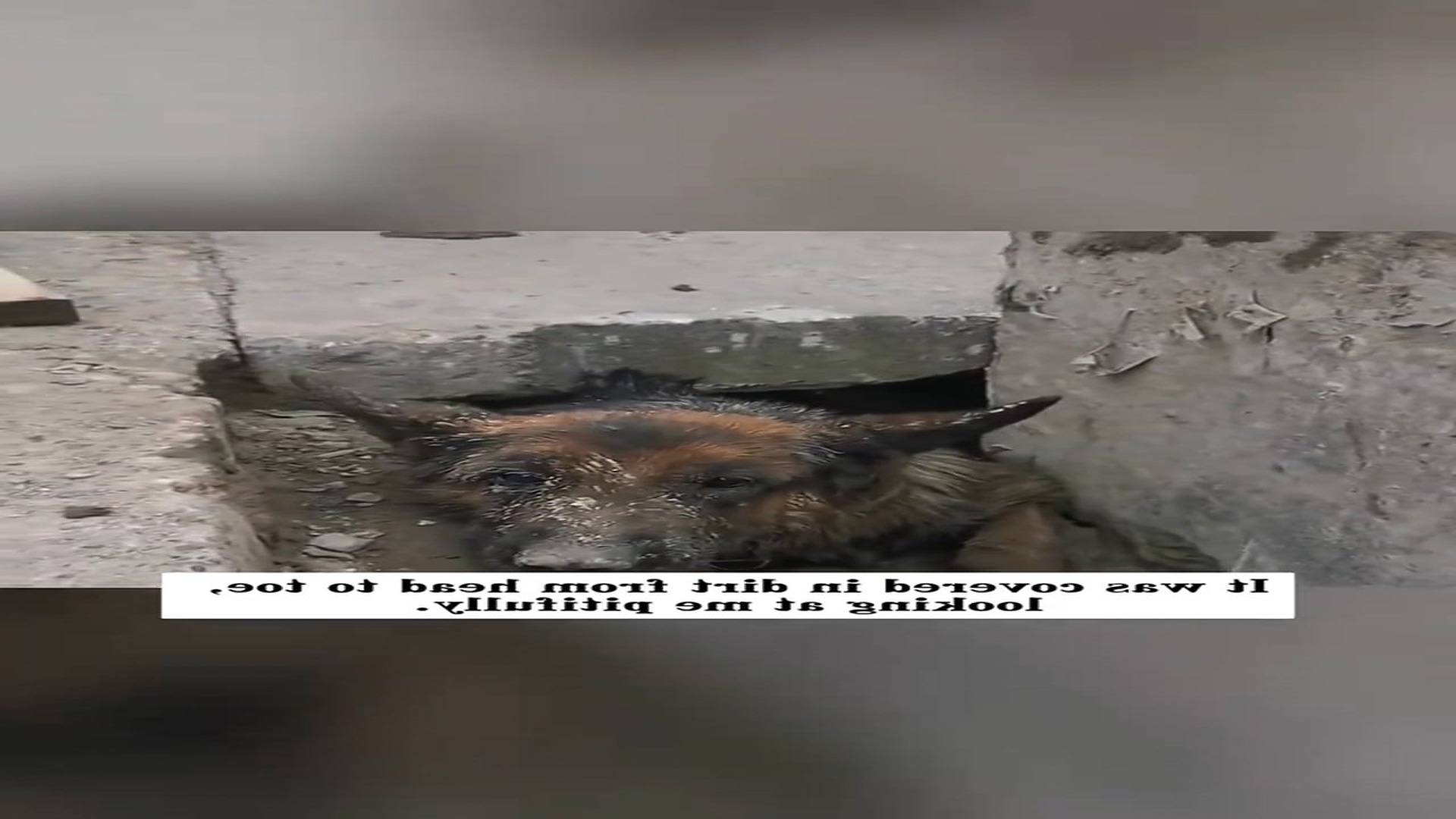 Full rescue here: T0110002_Animal Rescue Story
