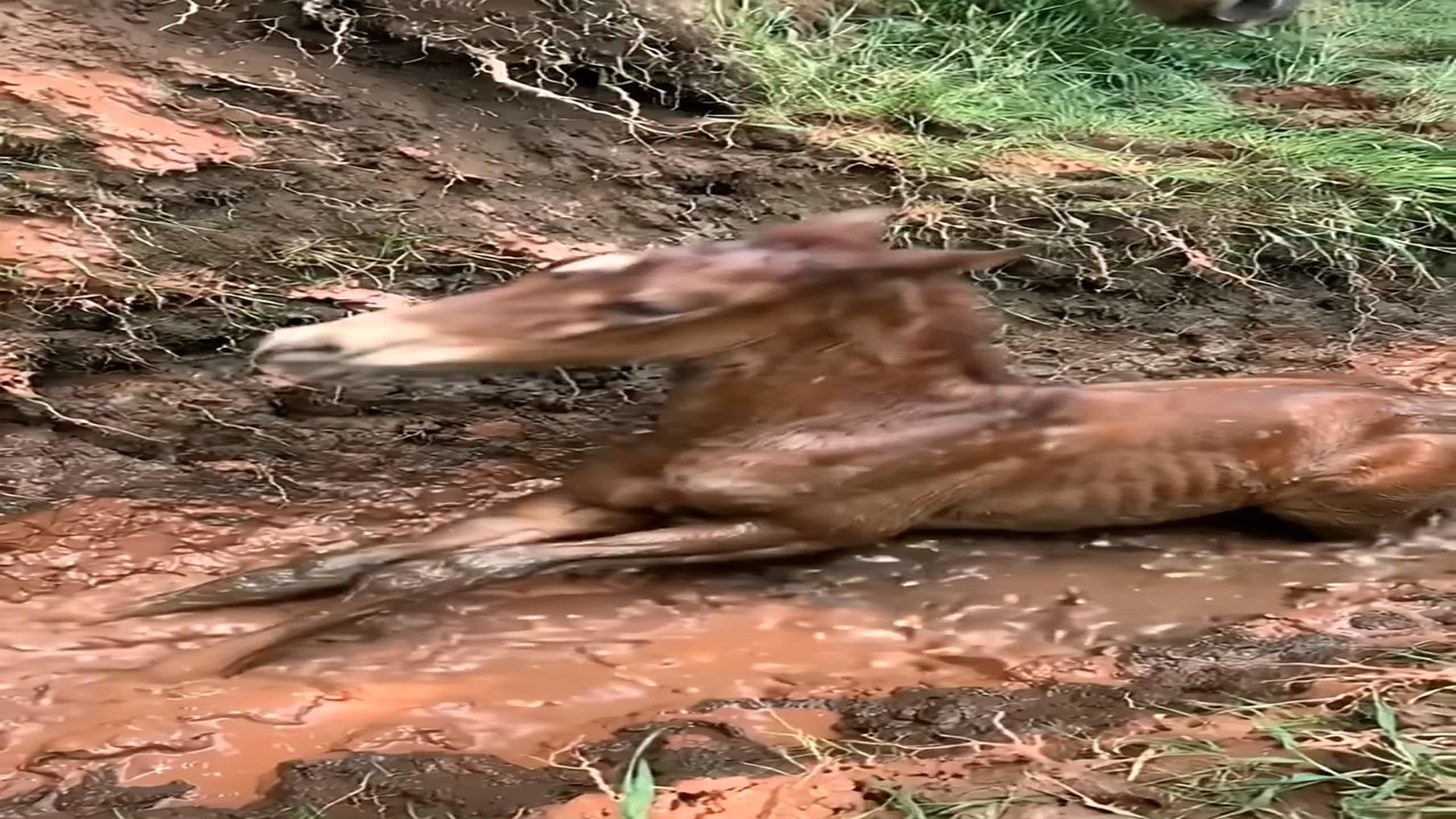 Full rescue here: T0110016_Foal Slipped Into Ditch Two Ranchers Pulled Together