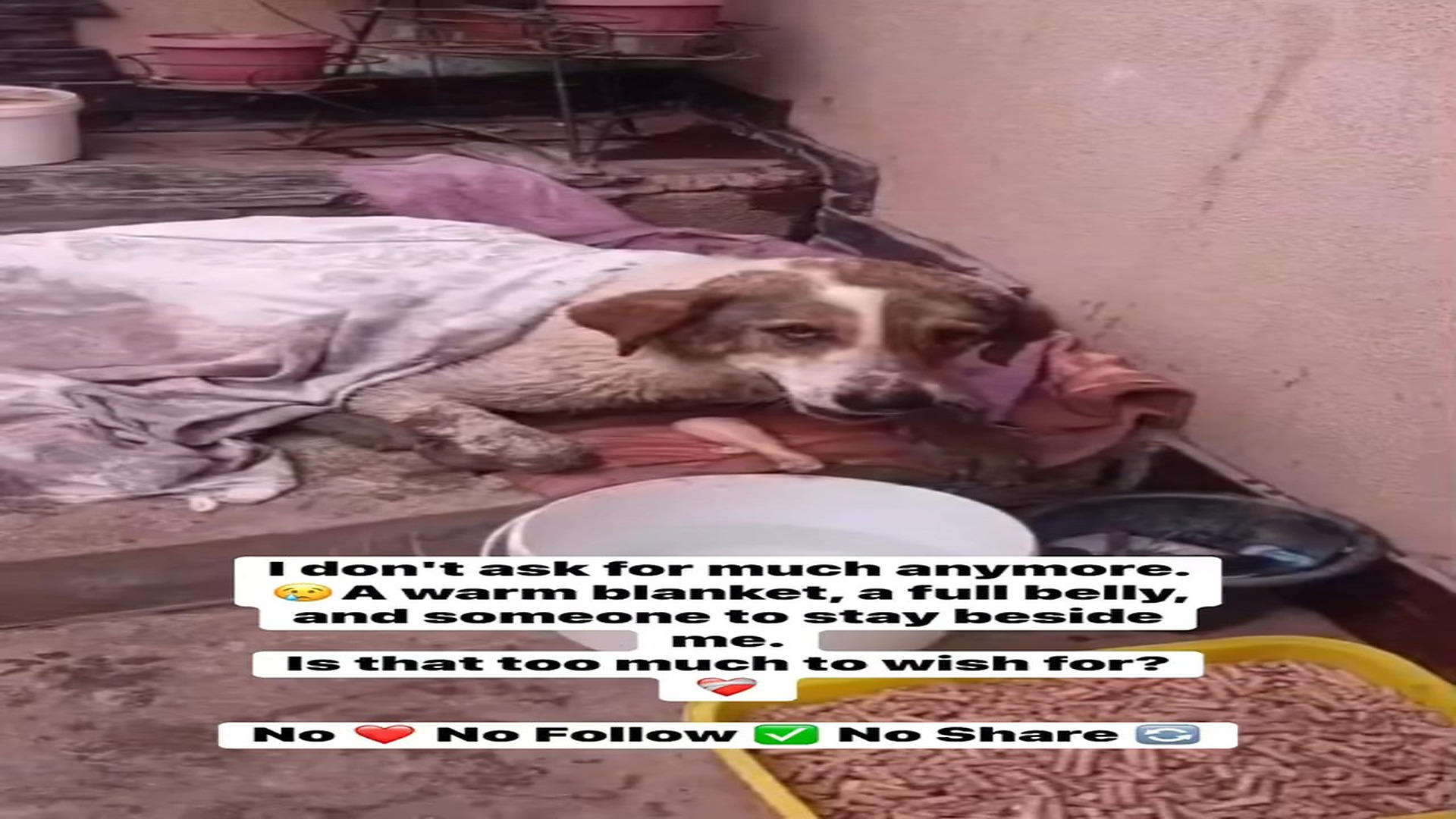Full rescue here: T0110017_I don t ask much anymore. A warm blanket, a belly, someone
