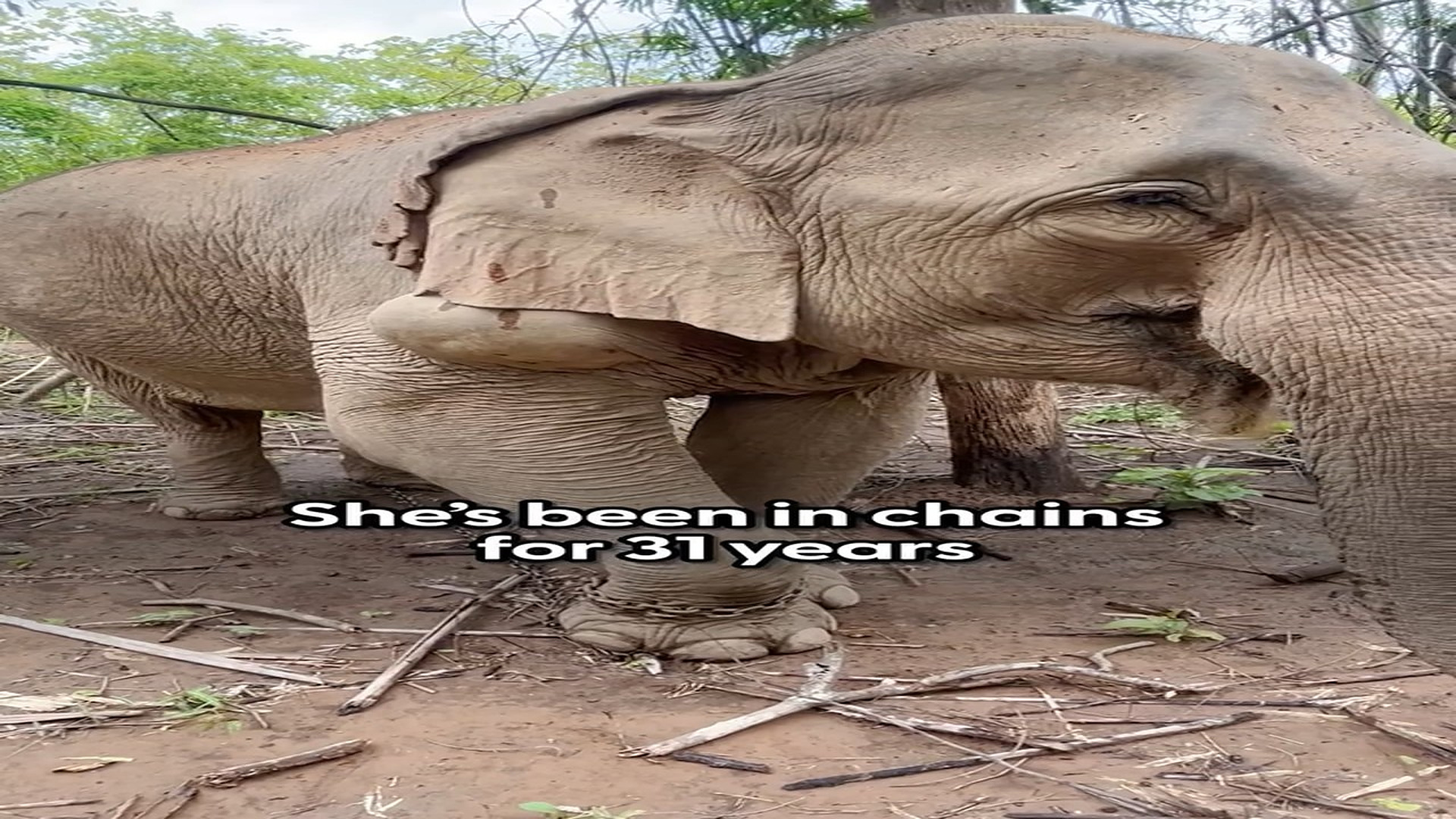 Full rescue here: T0110021_Elephant Chained 31 Years Realizes She s