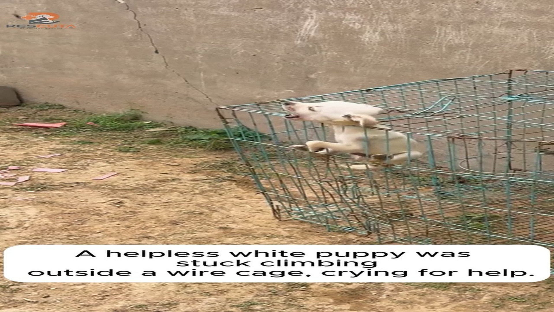 Full rescue here: T0110026_Smart Dog Fetches Broom To Save Trapped Puppy! Smart Pet Rescue