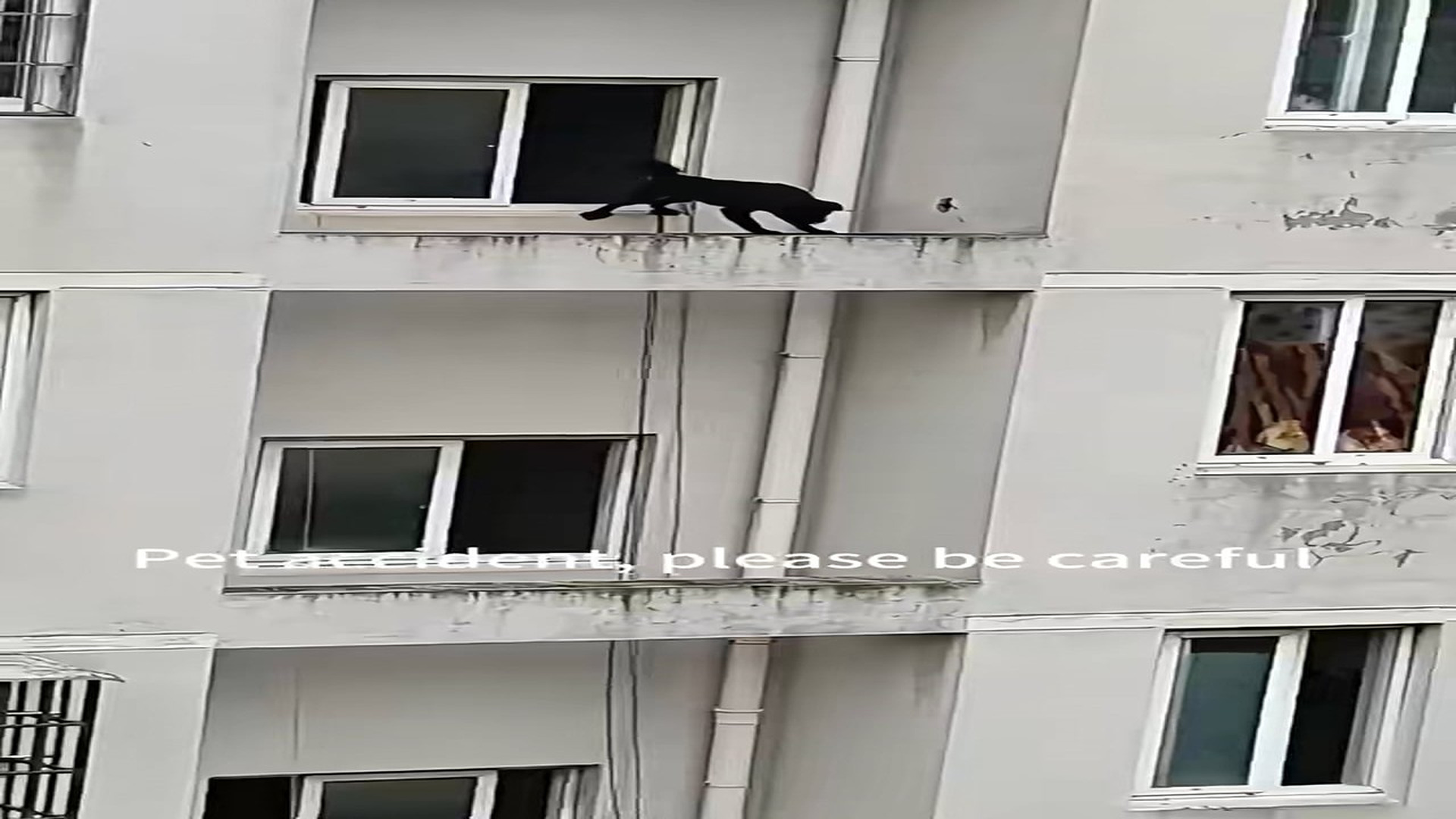 Full rescue here: T0110027_This was a real accidental incident. The dog accidentally fell from the upstairs balcony. No animal