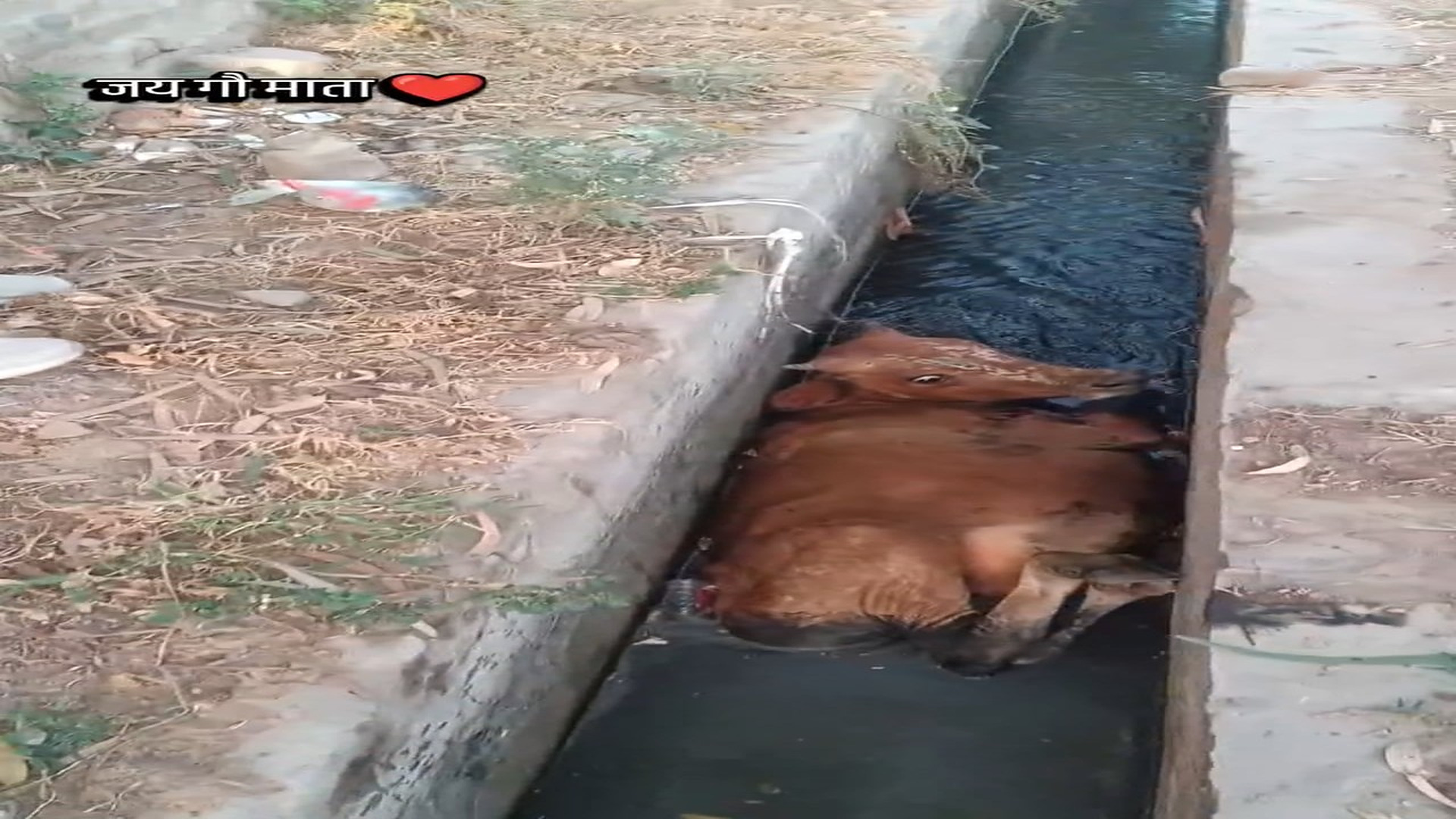 Full rescue story: T0210025_Helping Hand (1)