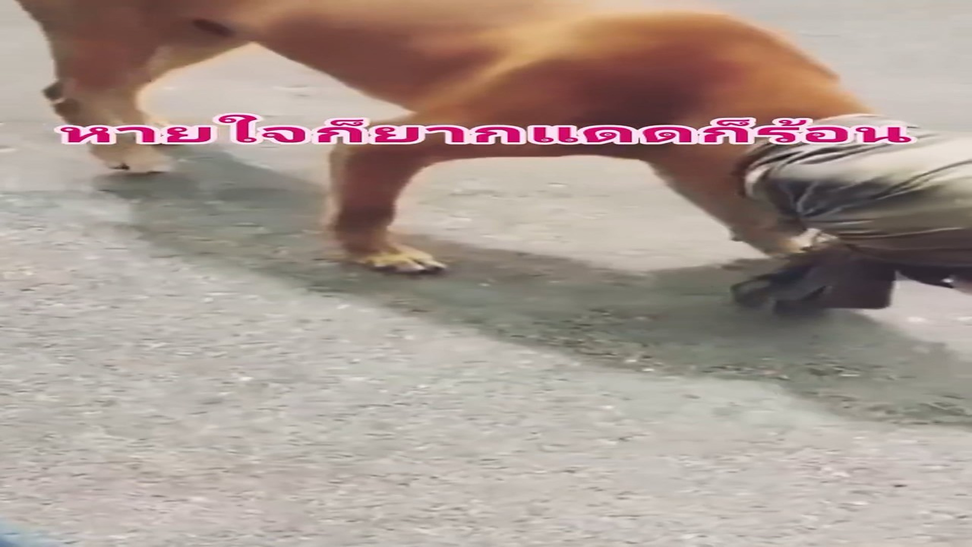 Full rescue story: T0210023_Lonely Animal Finally Feels Safe Again