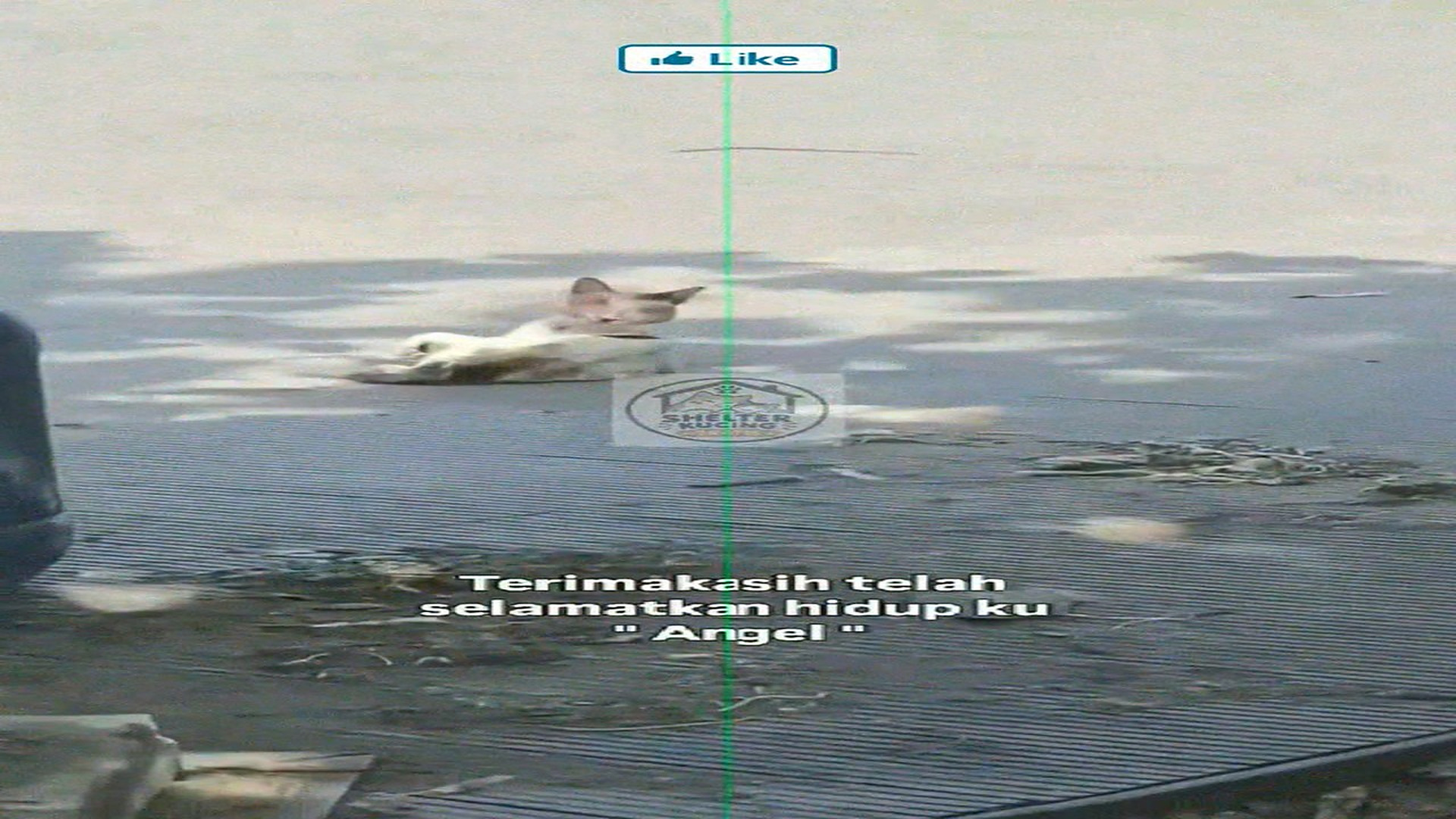 Full rescue story: T0210019_A0929021 May your father and mother's kindness be rewarded with thousands of blessings from God