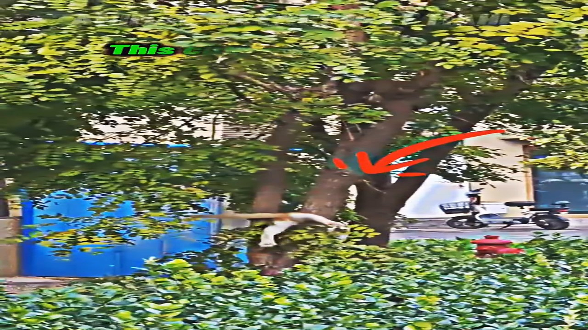 Full rescue story: T0210017_I m try to help cat