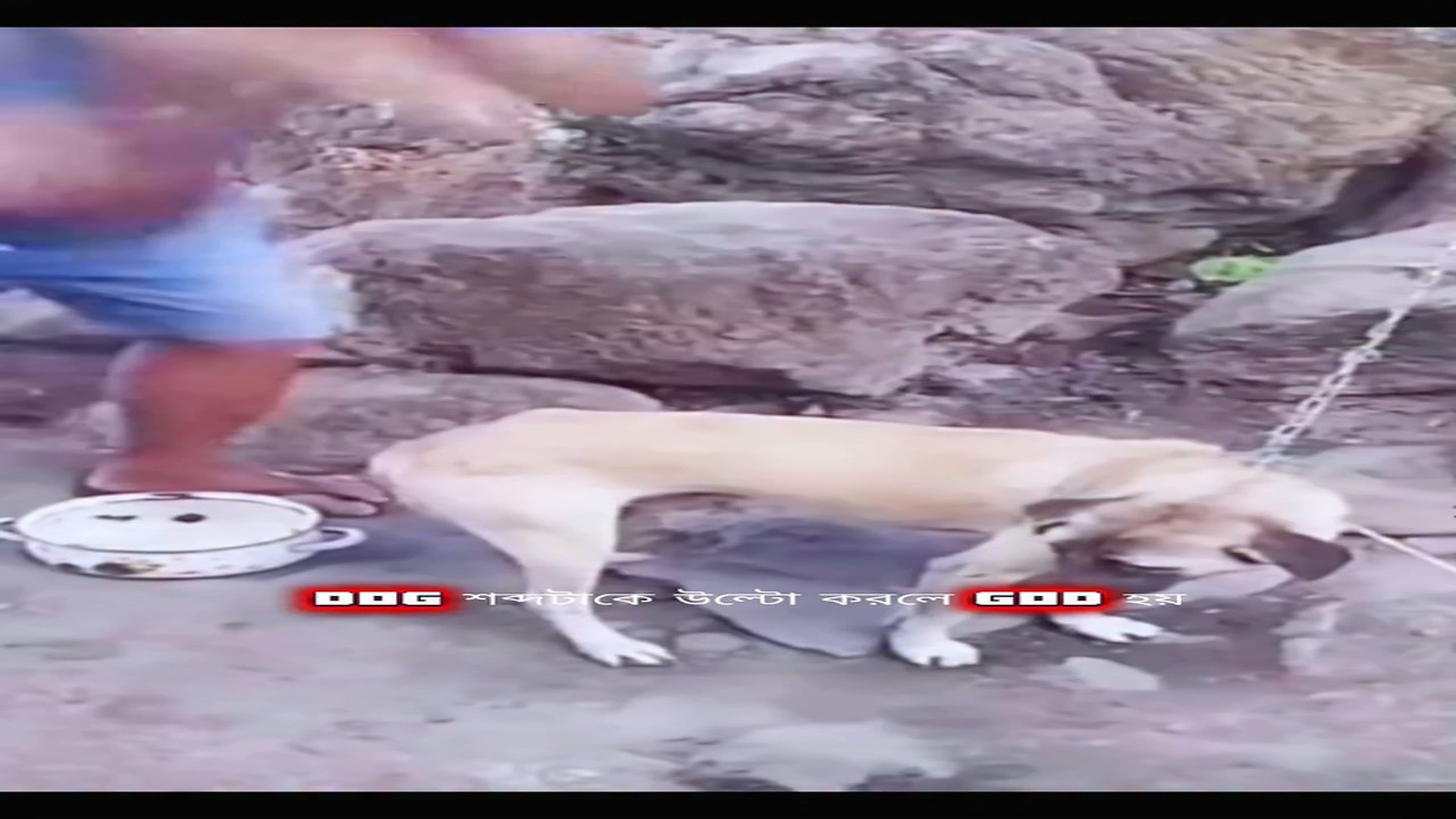 Full rescue story: T0210014_DOG turned the corpse over
