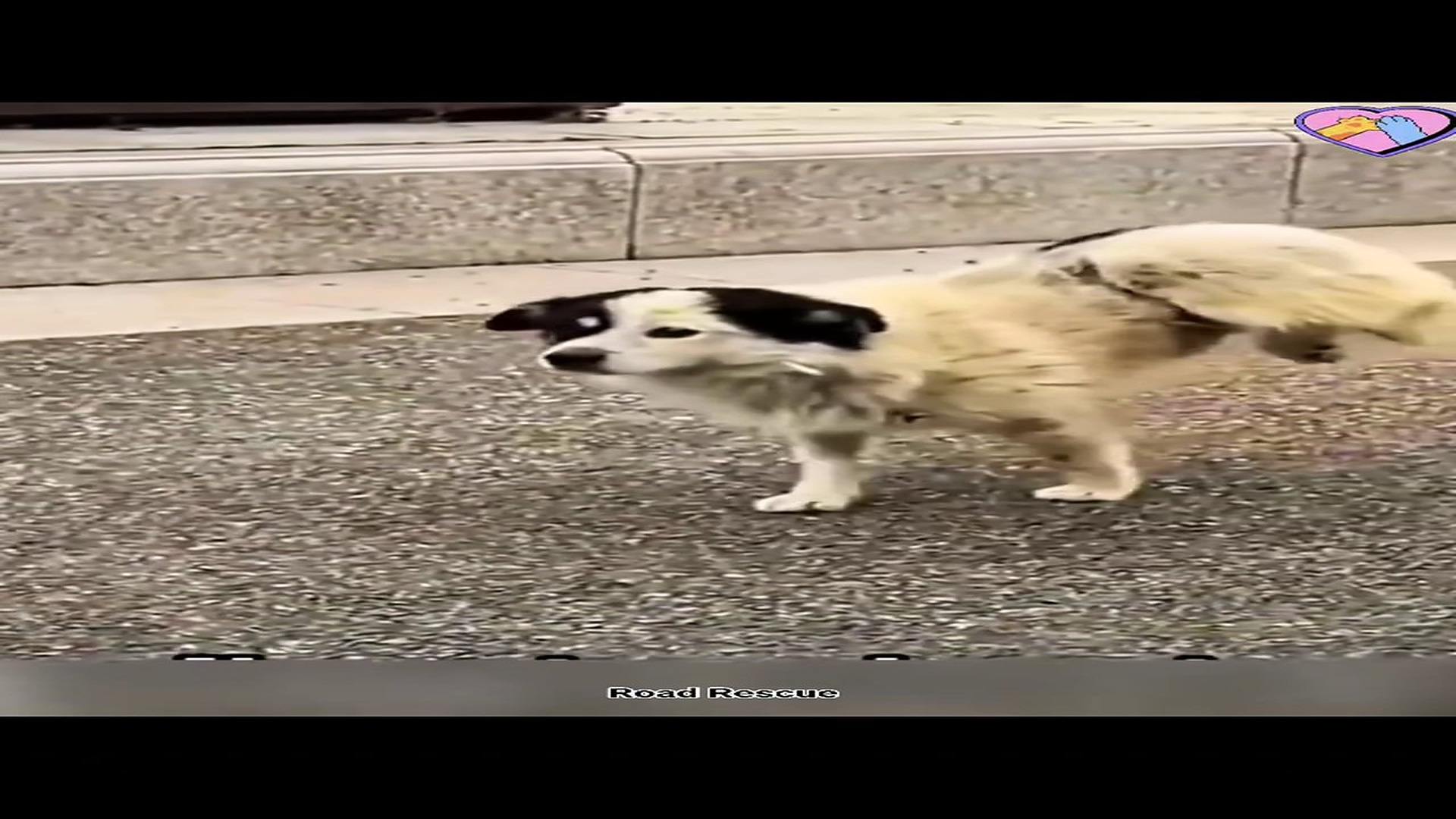 Full story here: T0510035_Paralyzed Dog Rescue