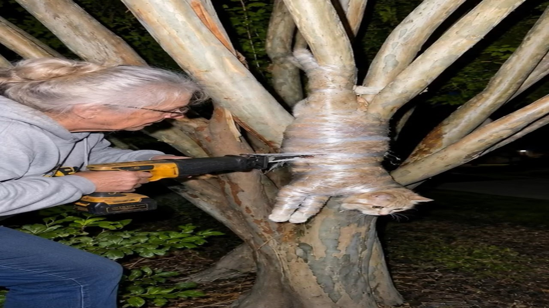 Full story here: T0510025_A Rescue Team Climbs High Into A Tree To Save A Frightened Cat