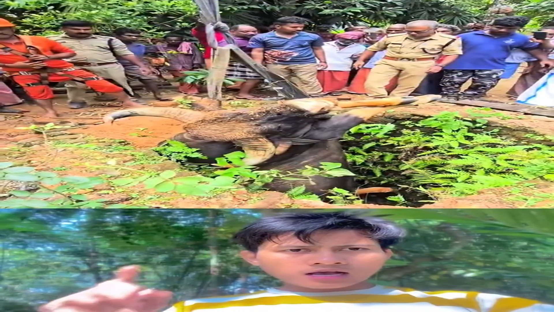Full story here: T0510019_rescuing a buffalo
