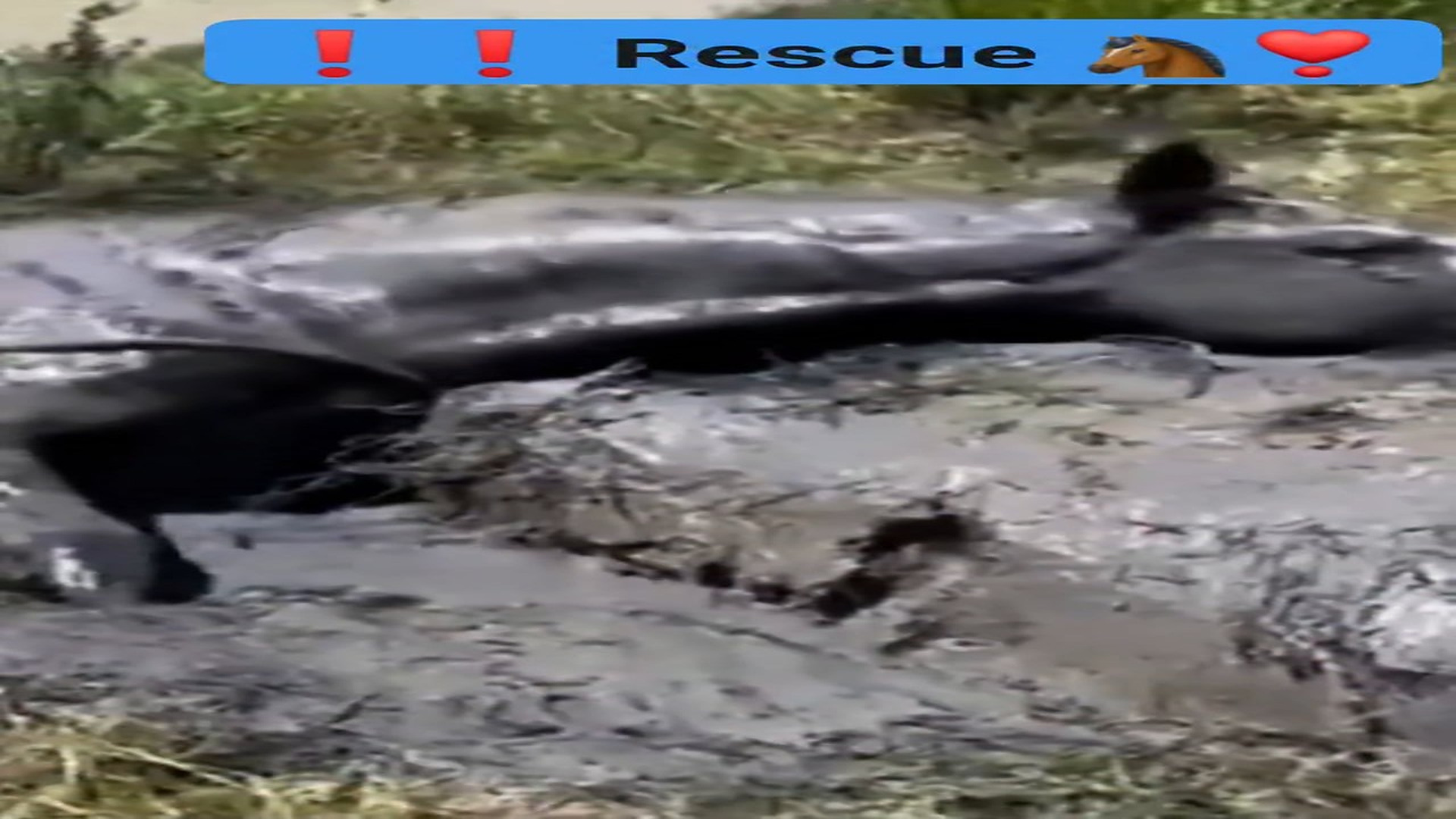 Full story here: T0510011_poor horse had stumbled into a mud filled ditch at headwaters