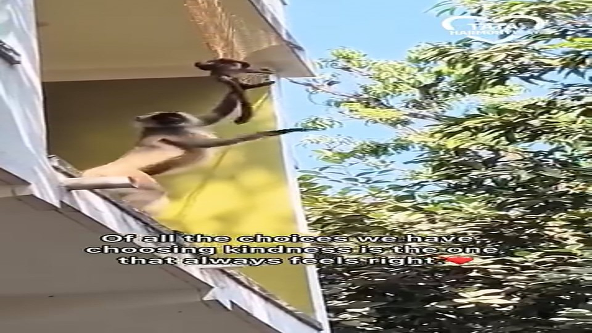 Full rescue story: T0610027_Sometimes most beautiful moments are born a little act of kindness Tat