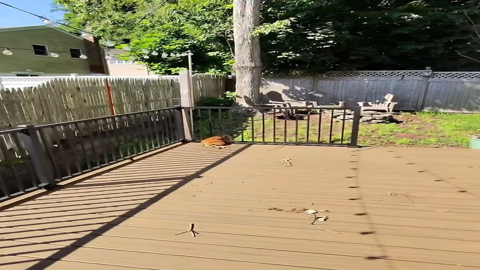 Full rescue story: T0610011_Saved little fawn was stuck in a fence , Strong Island Quickly acce