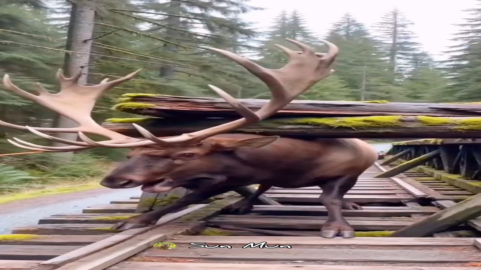 Full rescue story: T0710011_Rescue Nearly Fails Before Elk Finally Breaks