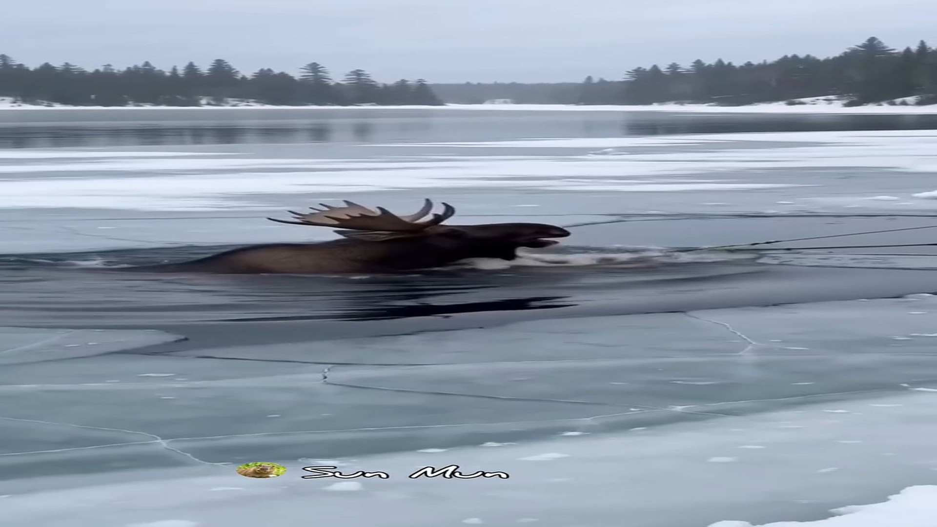 Full rescue story: T0710013_Wildlife Crew Battles Freezing Water to Save a Moose