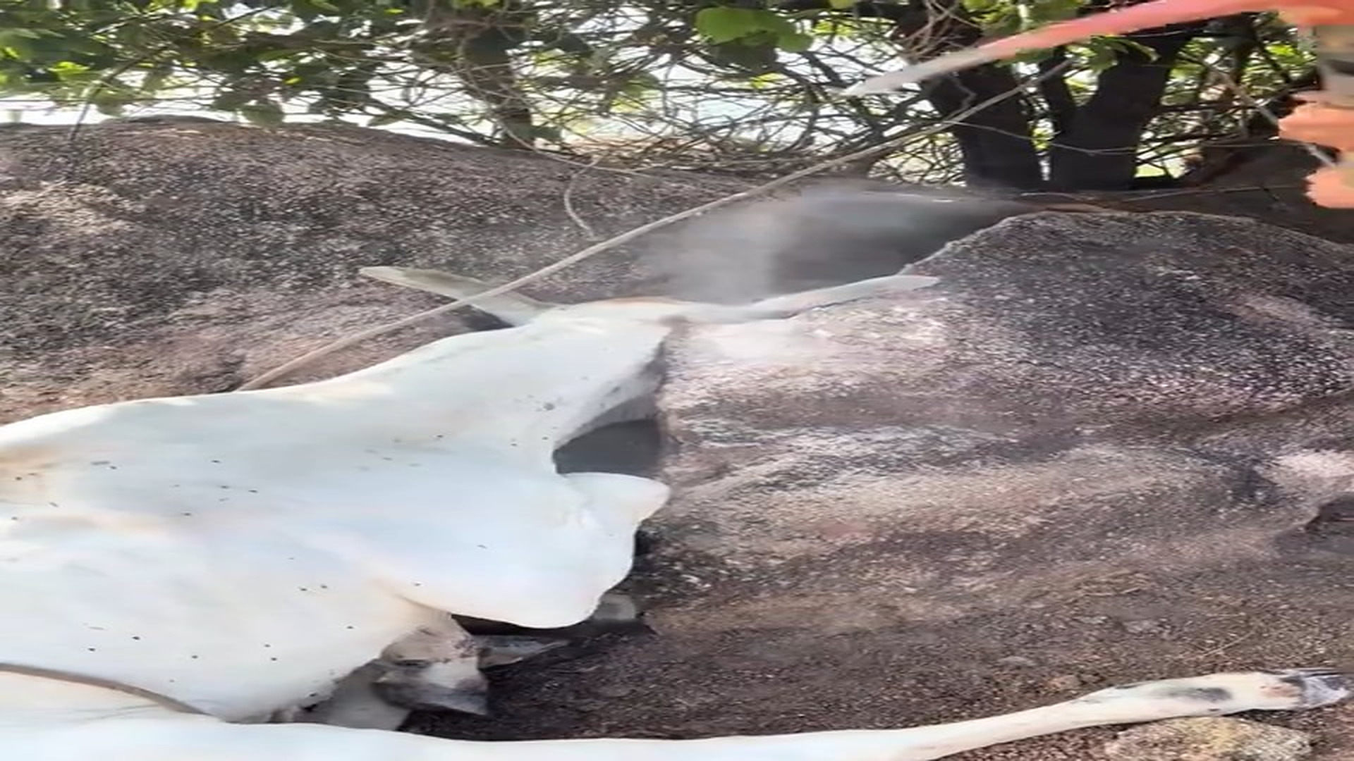 Full rescue story: T0710015_Here is proof that Nelore did not go looking for food Albino Nascimento