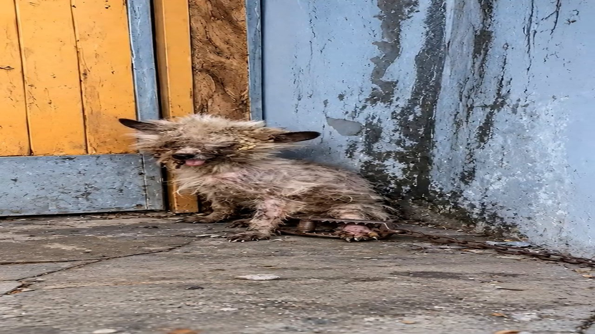 Full rescue story: T0710017_He lay quietly on busy sidewalk cold, weak, unseen. His small bo