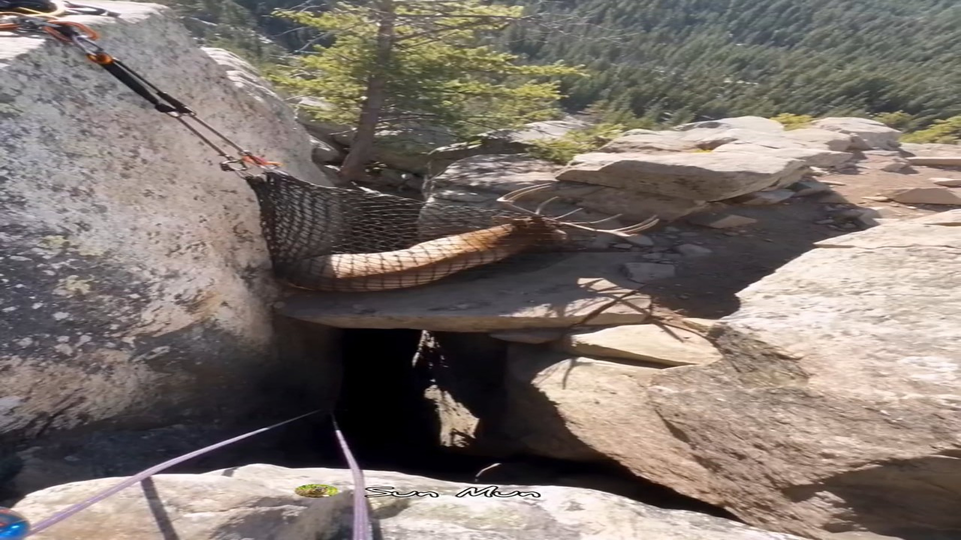 Full rescue story: T0710025_Net Shifted Every Time Elk Struggled