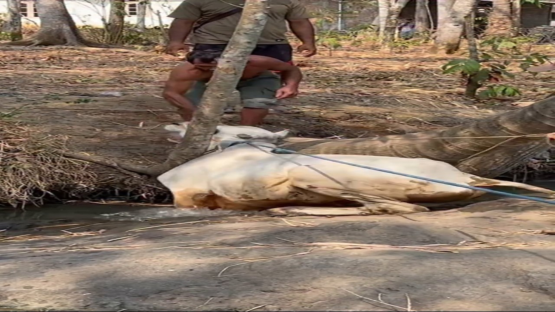Full rescue story: T0710026_Evacuation of the angry cow as fast as the Win Bocahe Dewe tree