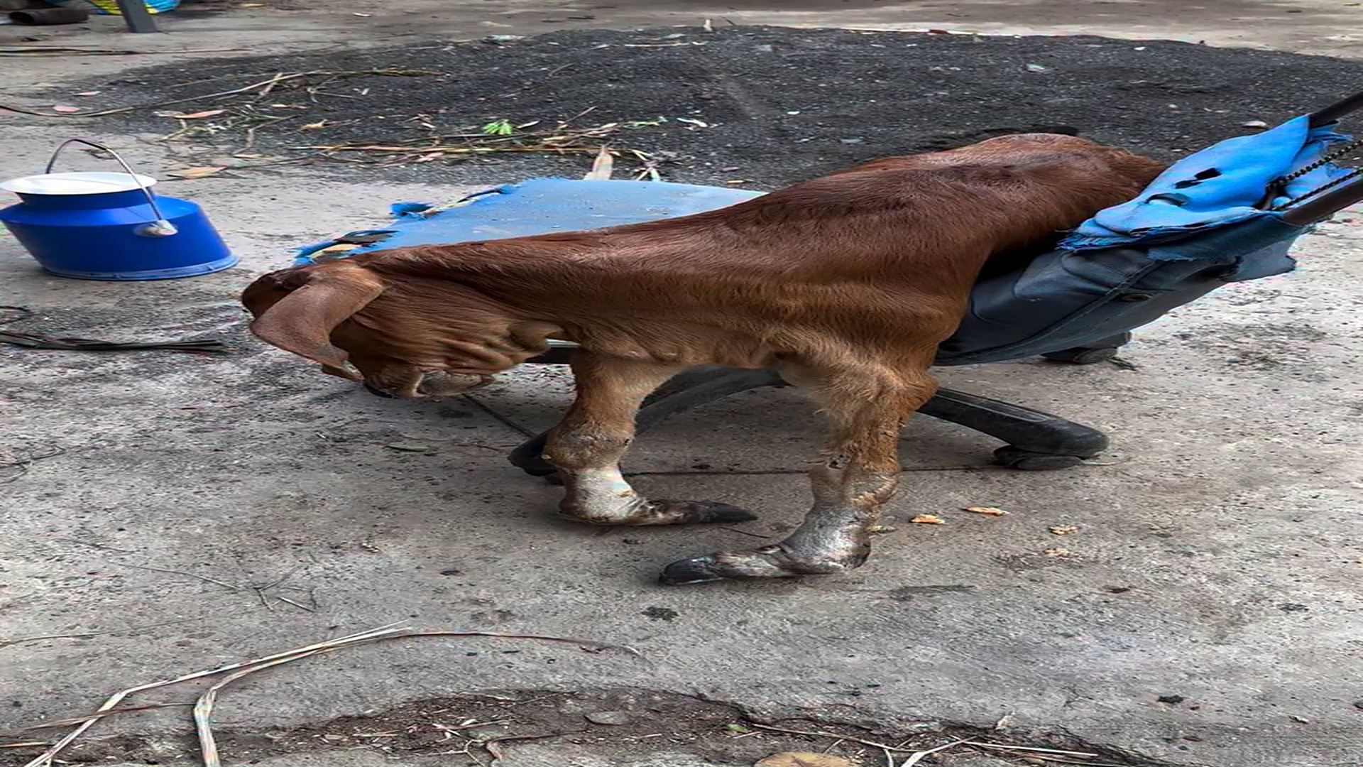 Full rescue story: T0710029_I am the true devotee of God