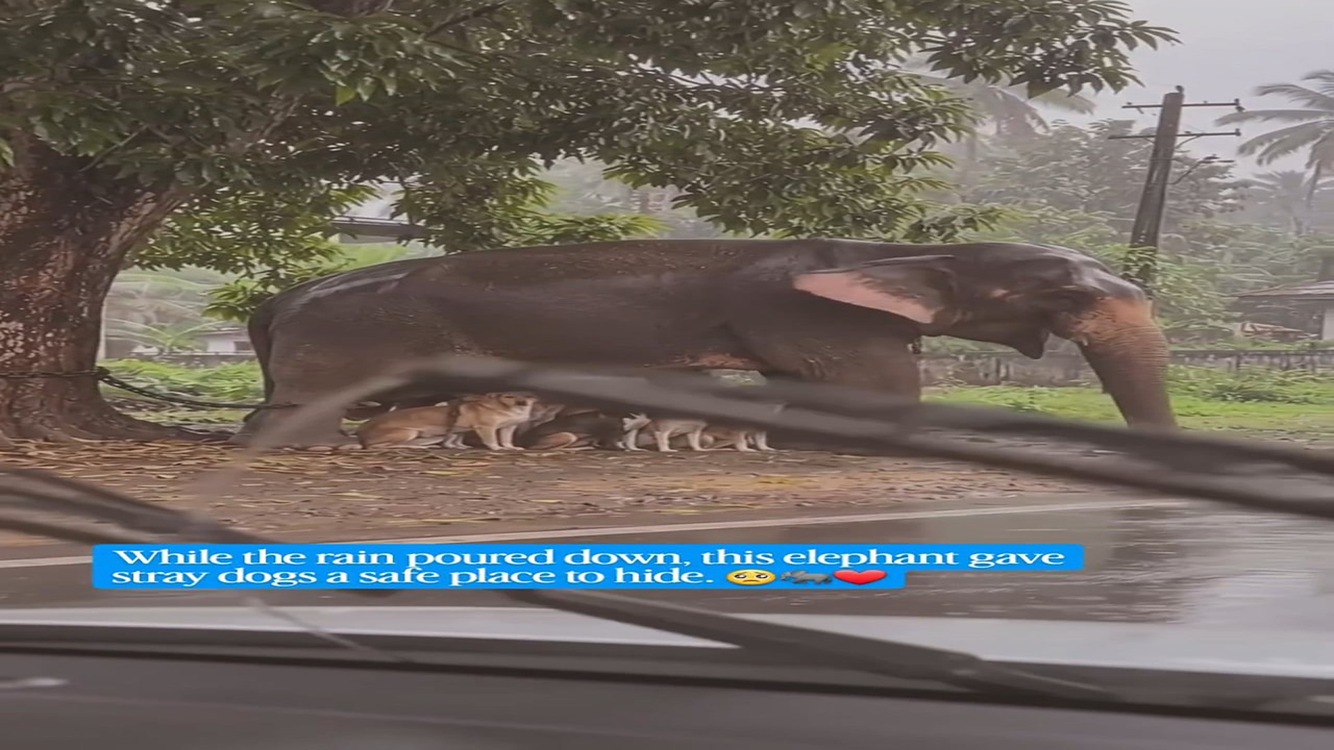 Full rescue story: T0710044_Elephant Protects Stray Dogs Heavy Rain Unbelievable Animal Moment