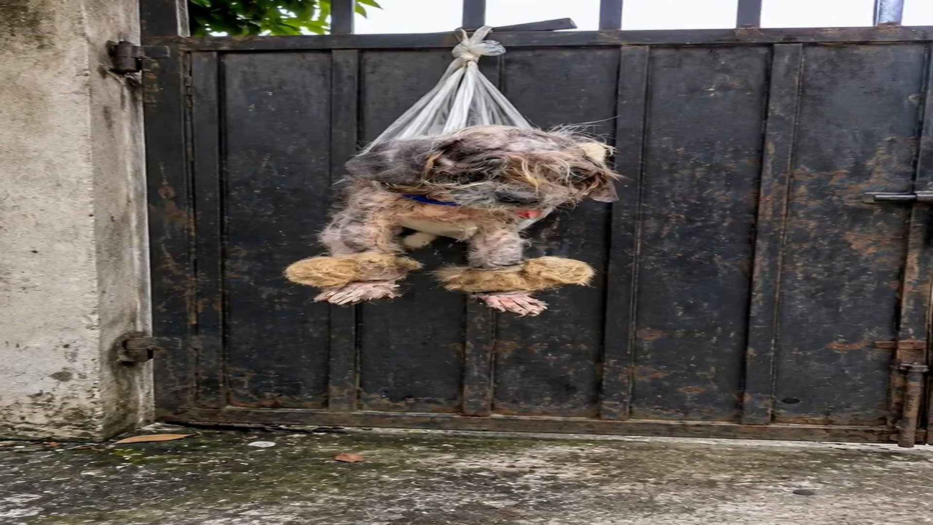 Full rescue story: T0710046_Rescue Team Brings Hope To A Helpless Animal
