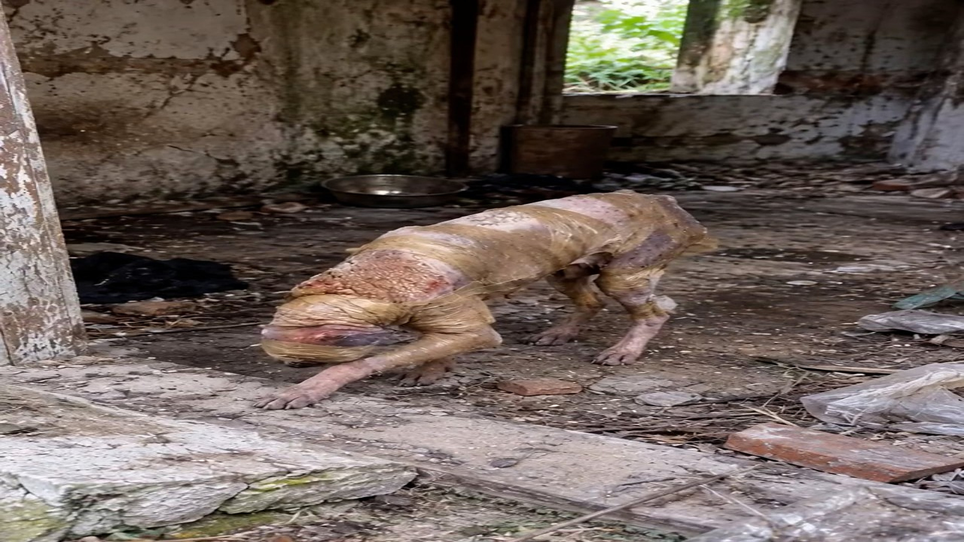 Full rescue story: T0710048_Tiny Animal Saved From A Dangerous Place