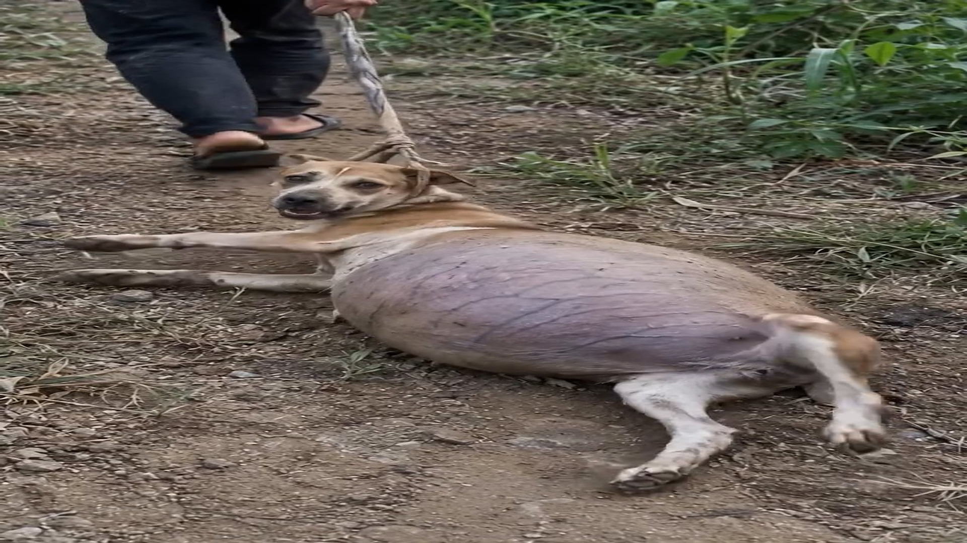 Full rescue story: T0710049_Rescuers Arrive Just In Time To Save This Animal