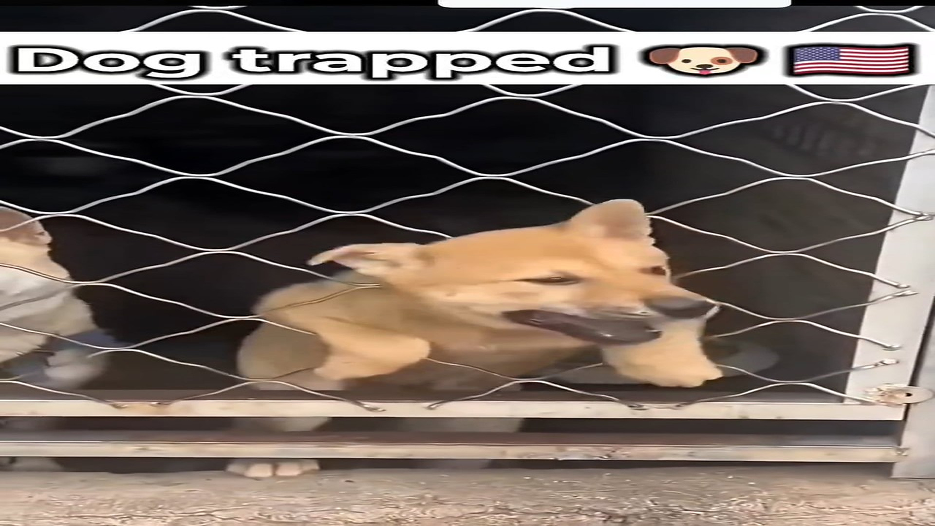Full rescue story: T0710050_Poor Animal Cries Until Help Finally Arrives