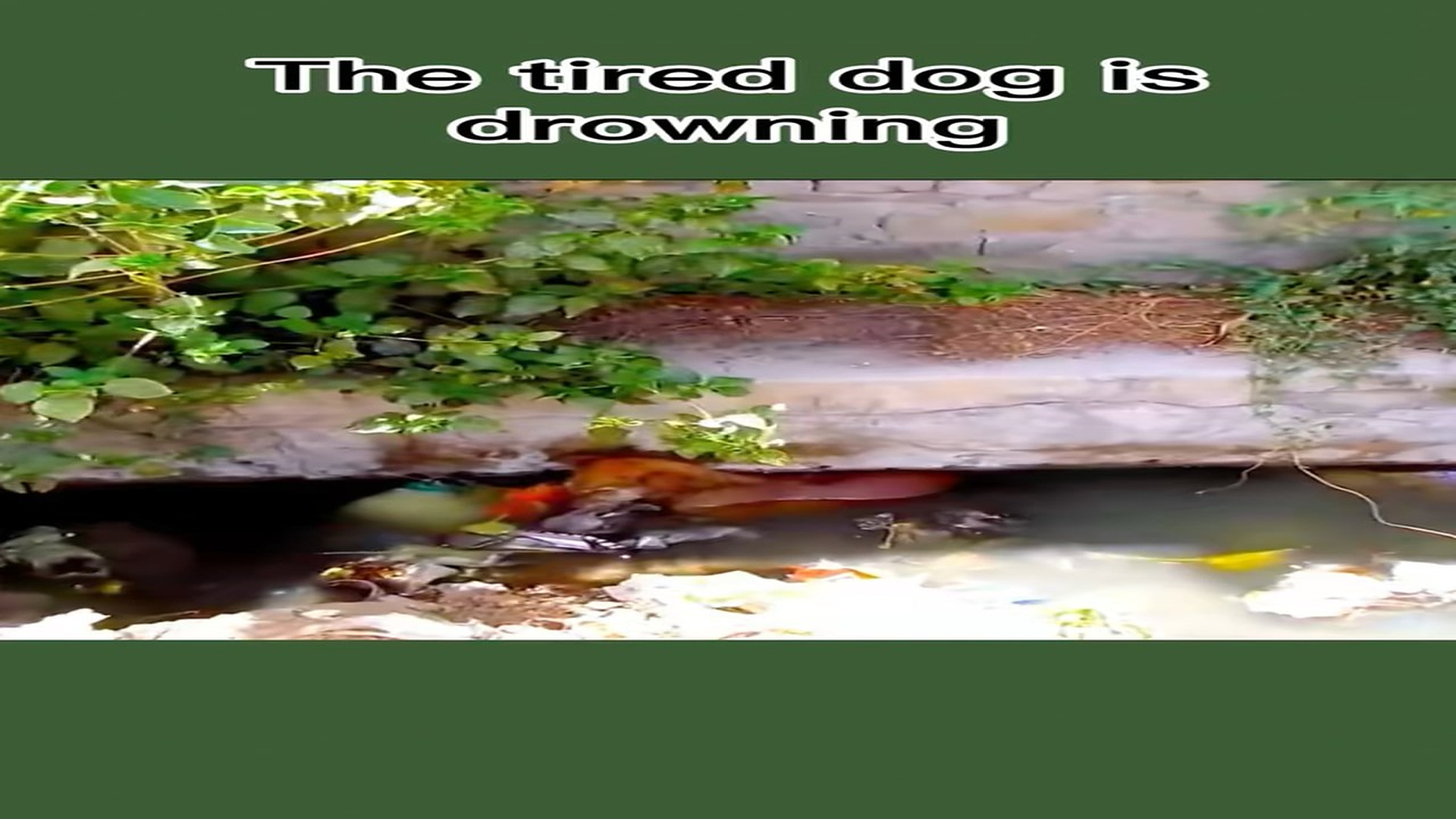 Full rescue story: T0710055_Incredibly immersed in sewage