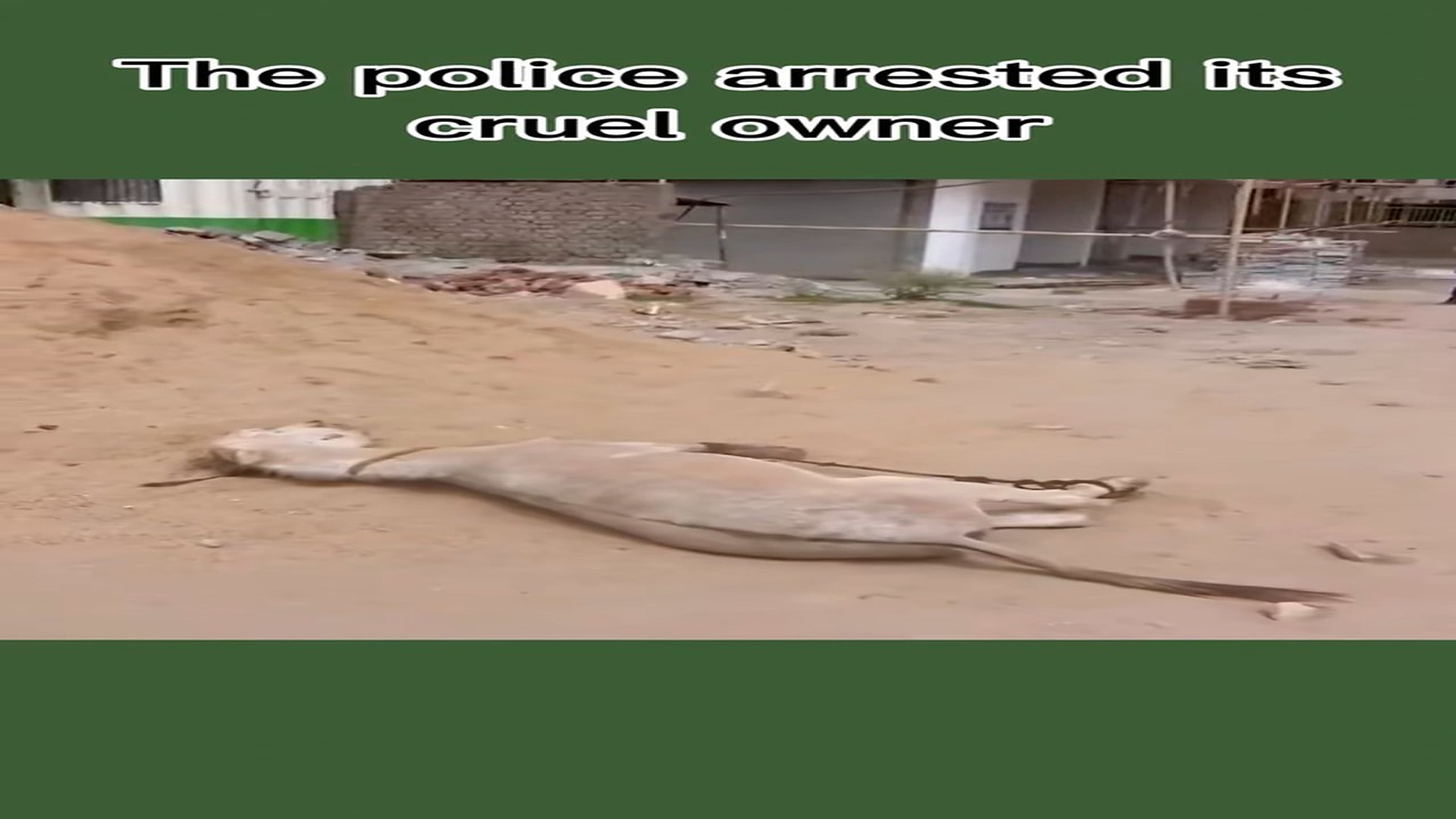 Full rescue story: T0710059_Helpless Animal Rescued Just In Time
