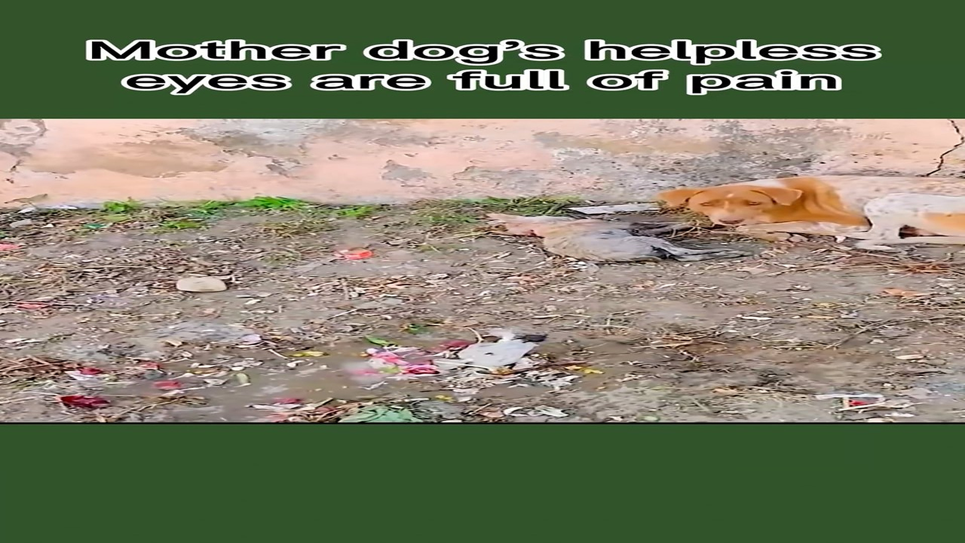 Full rescue story: T0710061_Animal Rescue That Changed A Life Forever