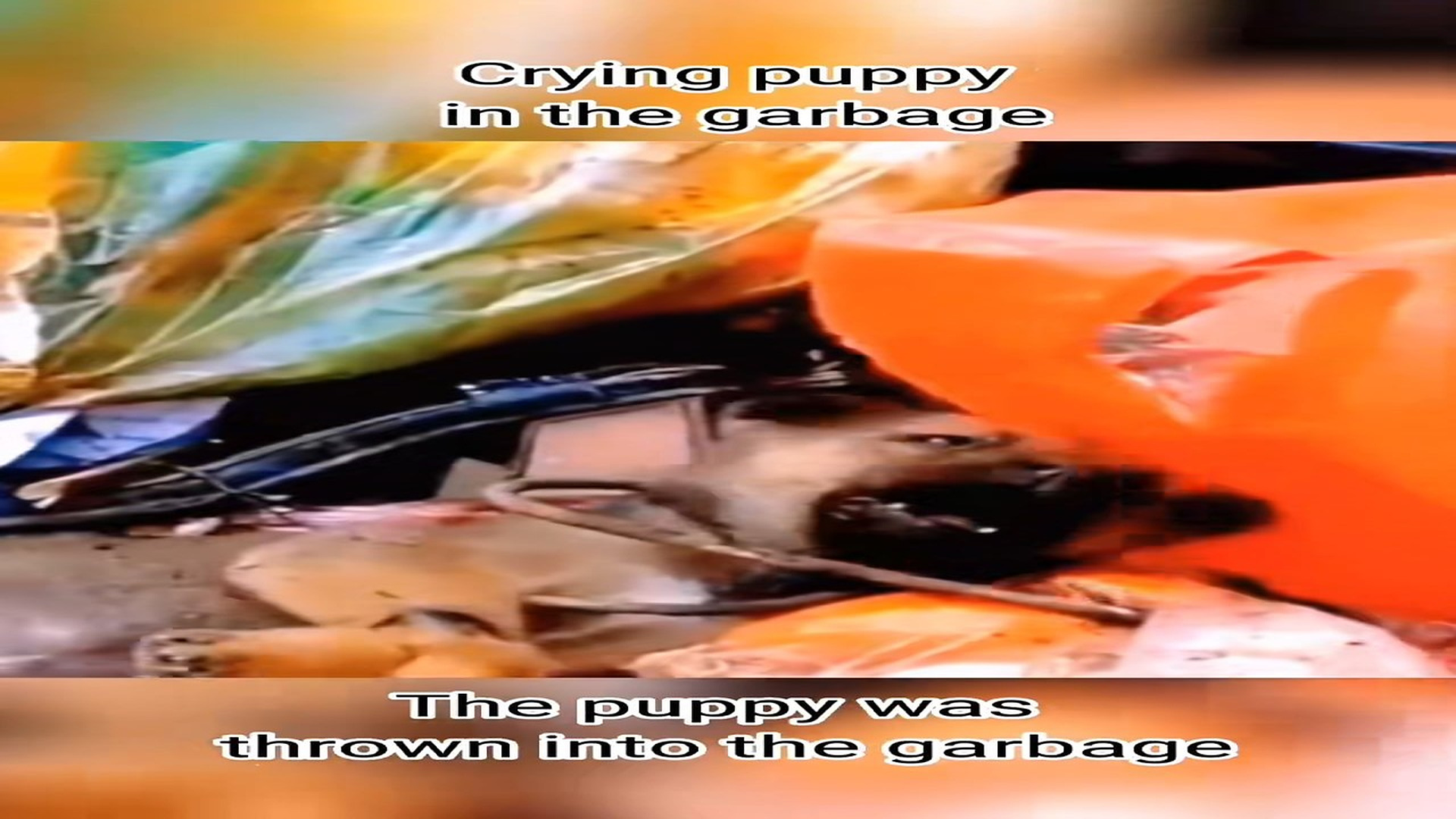 Full rescue story: T0710070_Why is his owner so cruel to him