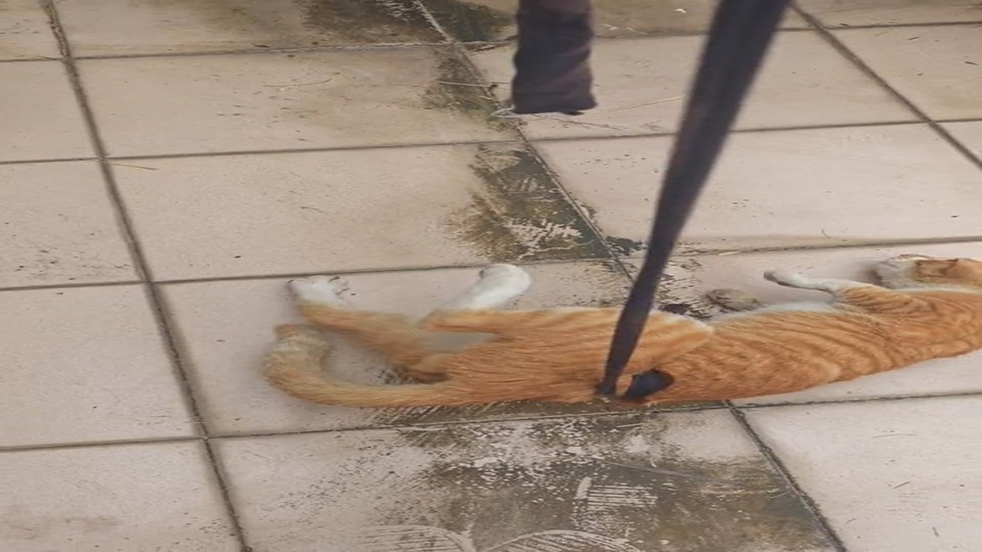 Full rescue here: T1210038_Abandoned Animal Finally Finds Hope