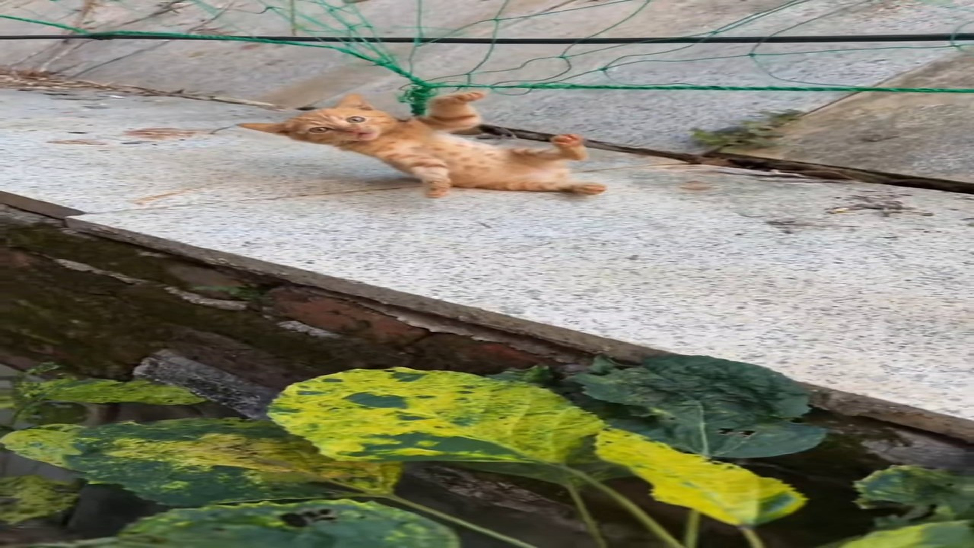 Full rescue here: T1210030_Abandoned Animal Finally Gets A New Hope