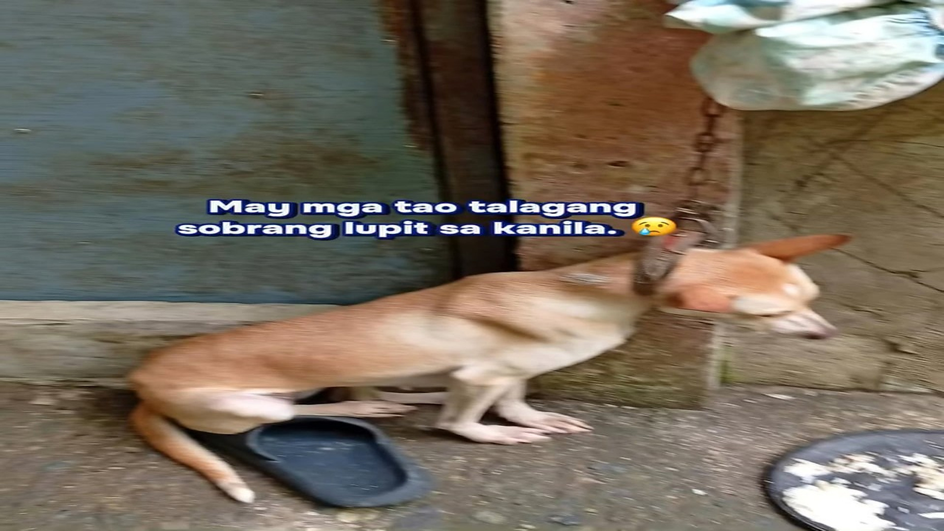 Full rescue here: T1210008_REMEMBER MILA Si Mila yung nirescue namin na halos mab gti na dahil so (1)