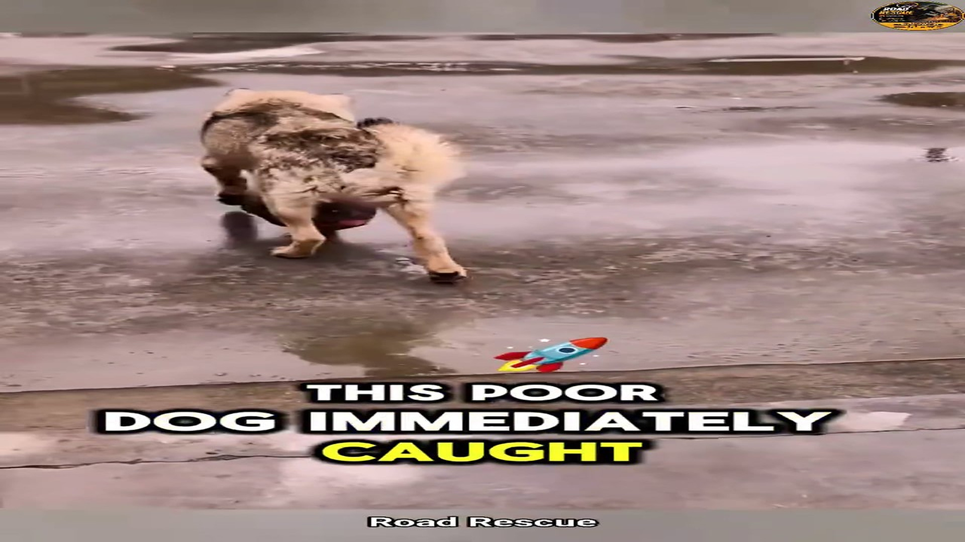 Full rescue here: T1210006_If you see an animal in trouble, stop if you safely can. moment ma