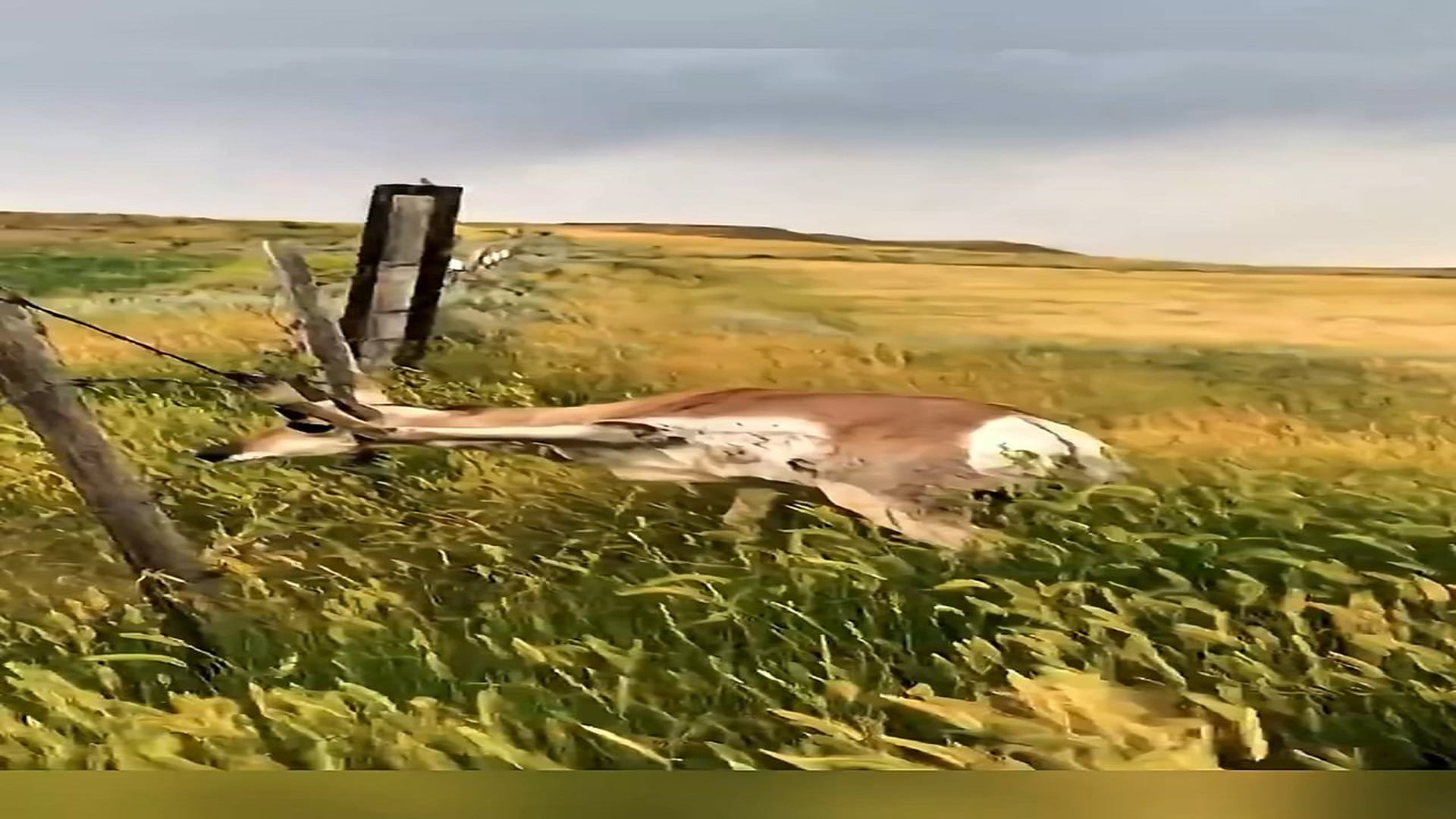 Full rescue here: T1410041_These Two Men Helped a Trapped Pronghorn Animix Animal