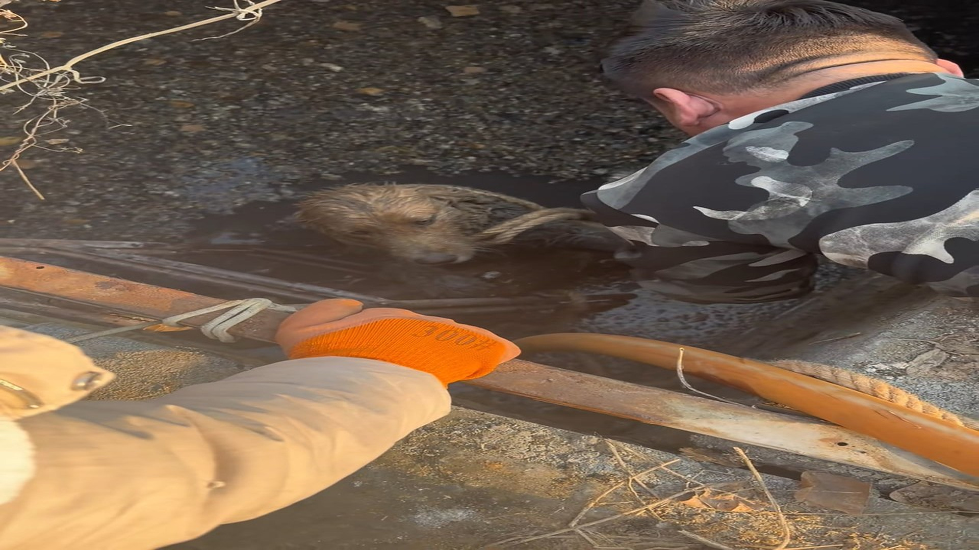 Full rescue here: T1410030_Forgotten Animal Finally Gets The Help It Needed