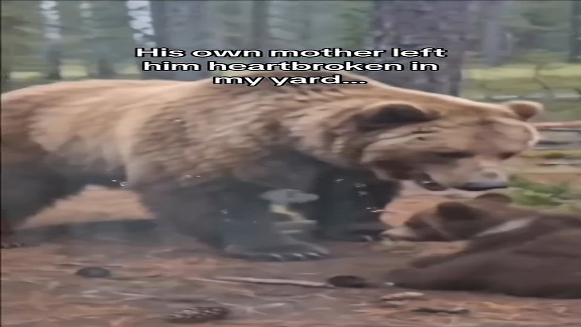 Full rescue here: T1410028_His own mother left this tiny bear cub behind… ��� He was completely alone — until someone unexpe